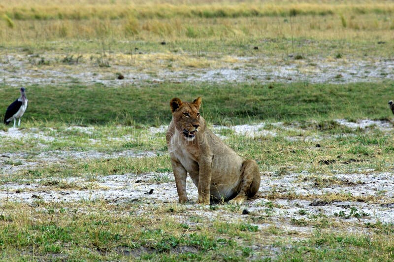 Female Lion Hunting stock photo. Image of serengeti, hunting 1215826