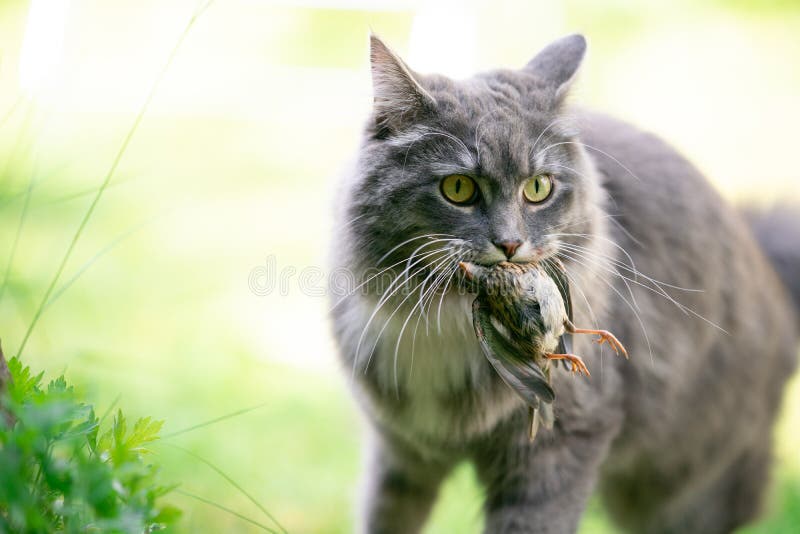 Angry cat, cat is angry, bares its teeth, - Stock Illustration