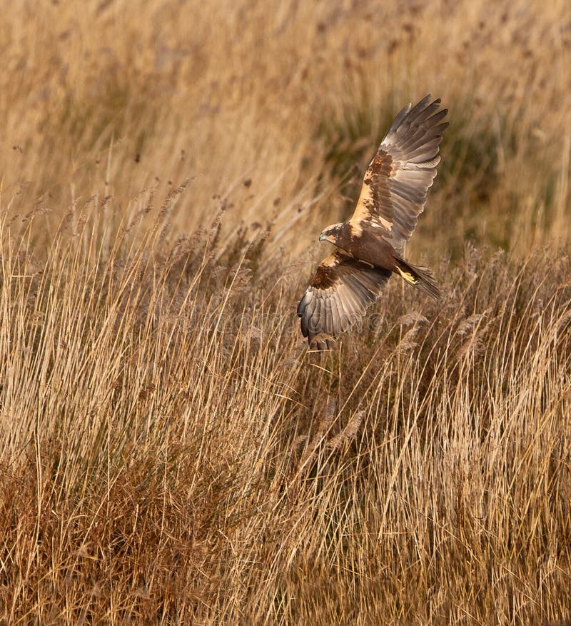 A hunting Marsh Harrier