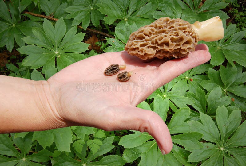 Are Morels Poisonous To Dogs