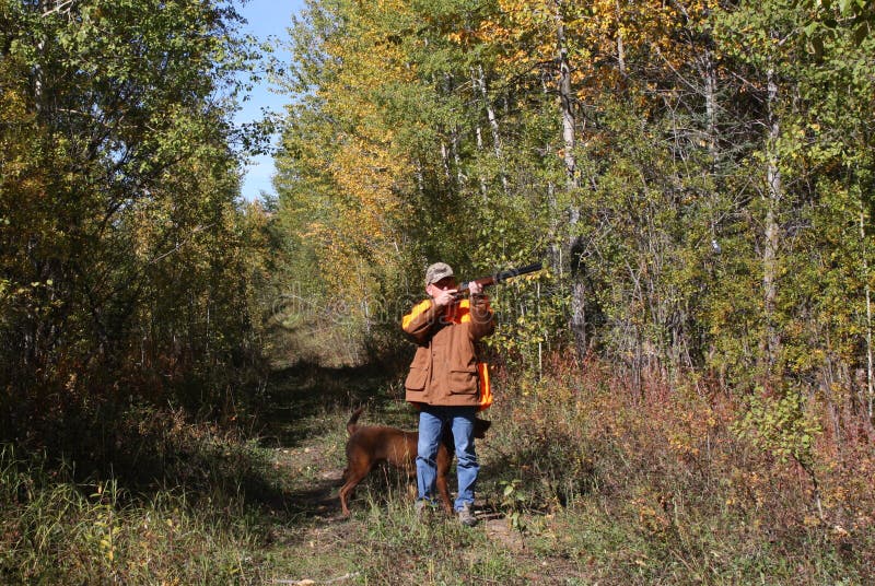 Hunting ruffed grouse stock image