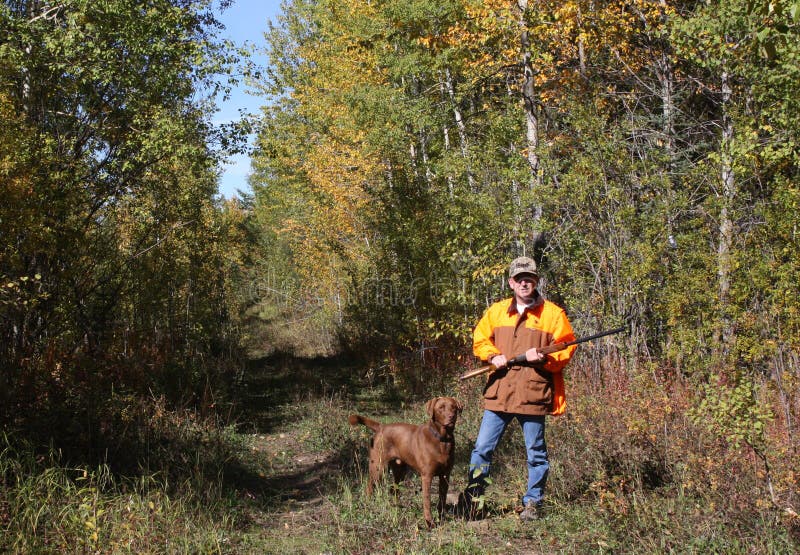Hunting ruffed grouse stock photo