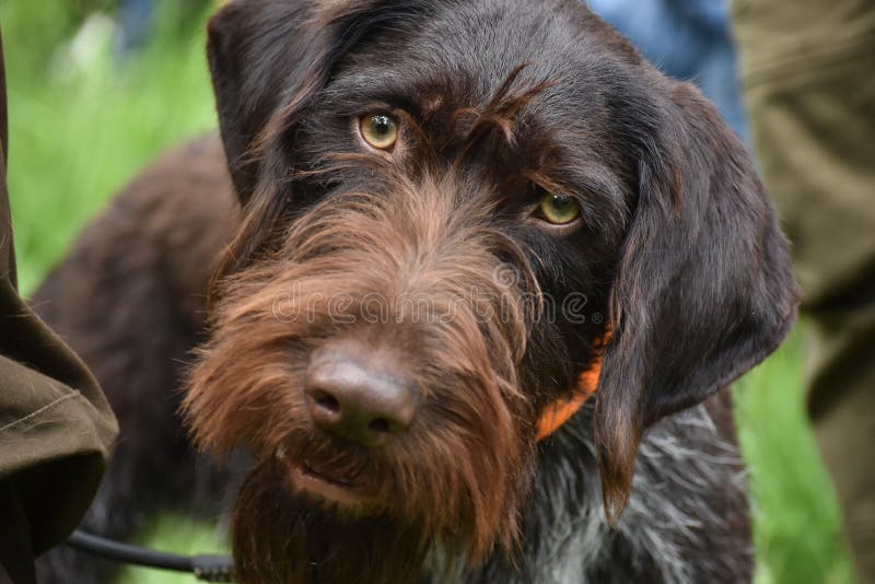 673 German Wirehaired Pointer Stock Photos - Free & Royalty-Free Stock  Photos from Dreamstime