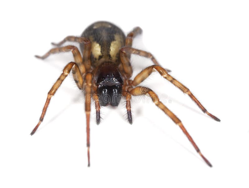 Hunting spider isolated on white.