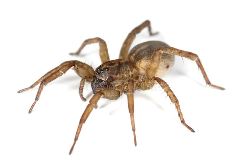 Hunting spider isolated on white background.