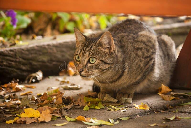 Hunting tabby cat
