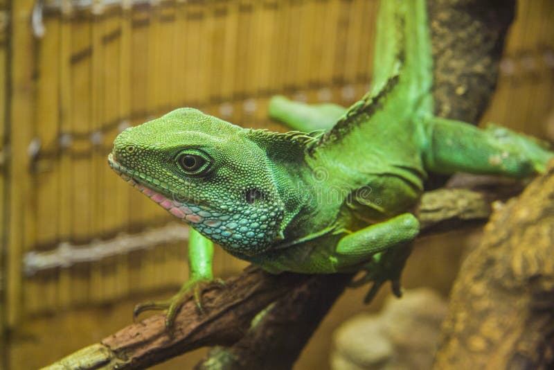 Hunting Water Dragon Lizard Stock Image Image of dragon, physignathus