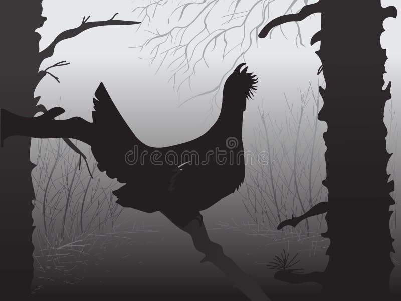 Hunting for wood grouses. Hunters open season. The bird sits on a tree branch. Pine forest. Wildlife. Vector.