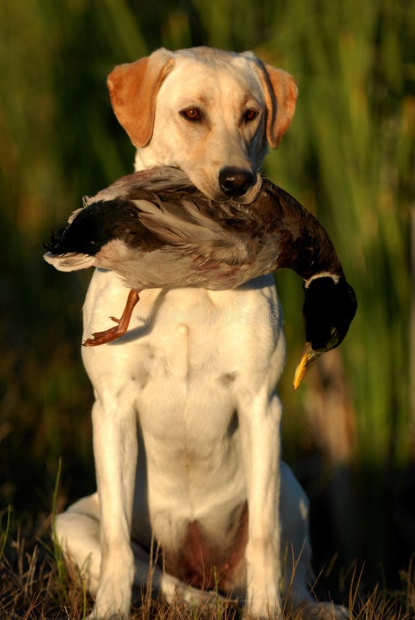 Hunting Yellow labrador stock image. Image of holding 27280361