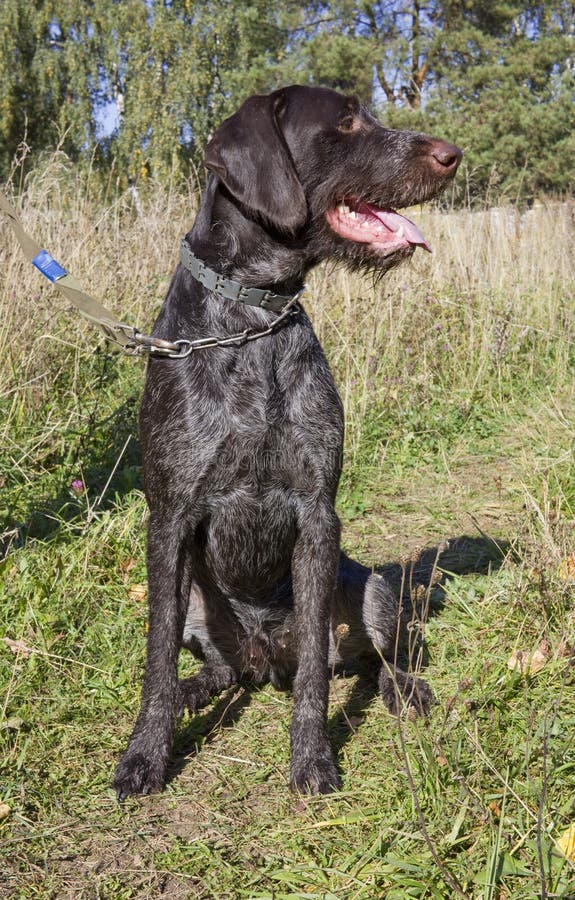 The hunting young dog retriver German Wirehaired Pointer royalty free stock photo
