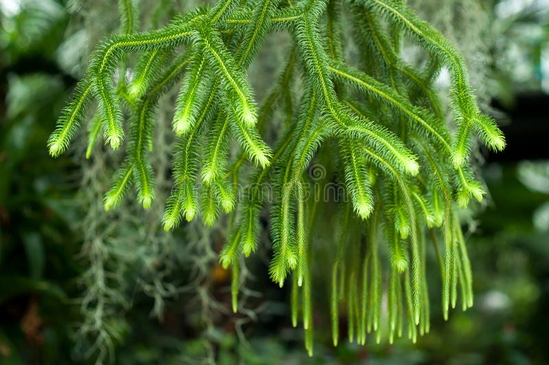 Huperzia squarrosa ferns in the garden royalty free stock image Huperzia squarrosa ferns in the garden royalty free stock image
