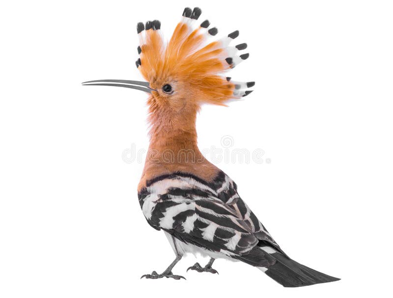 Huppe eurasienne image libre de droits Huppe eurasienne image libre de droits