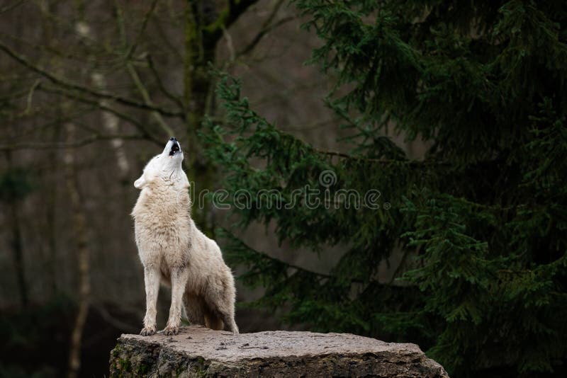 Loup Blanc Avec Un Fond Noir Photo stock - Image du froid, carnassier ...