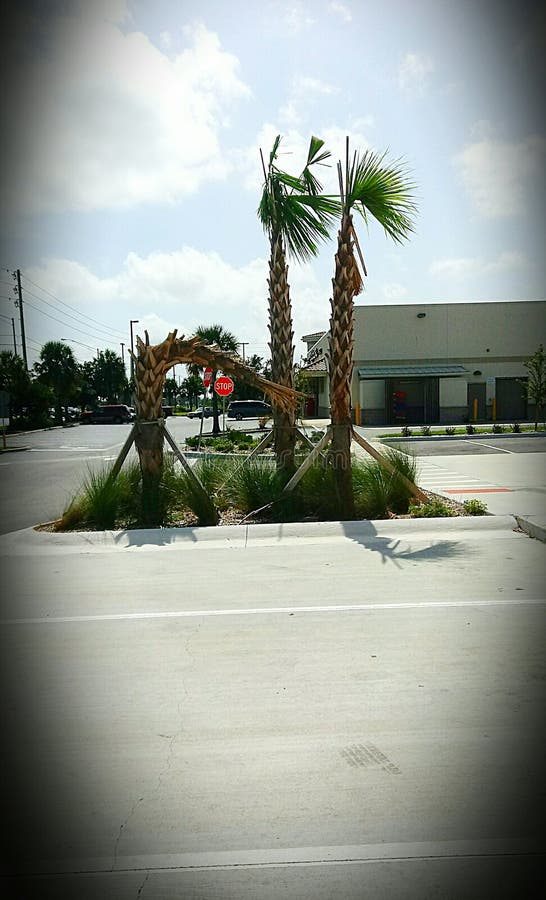 Hurricane damage stock image. Image of trees, hurricane - 103110931