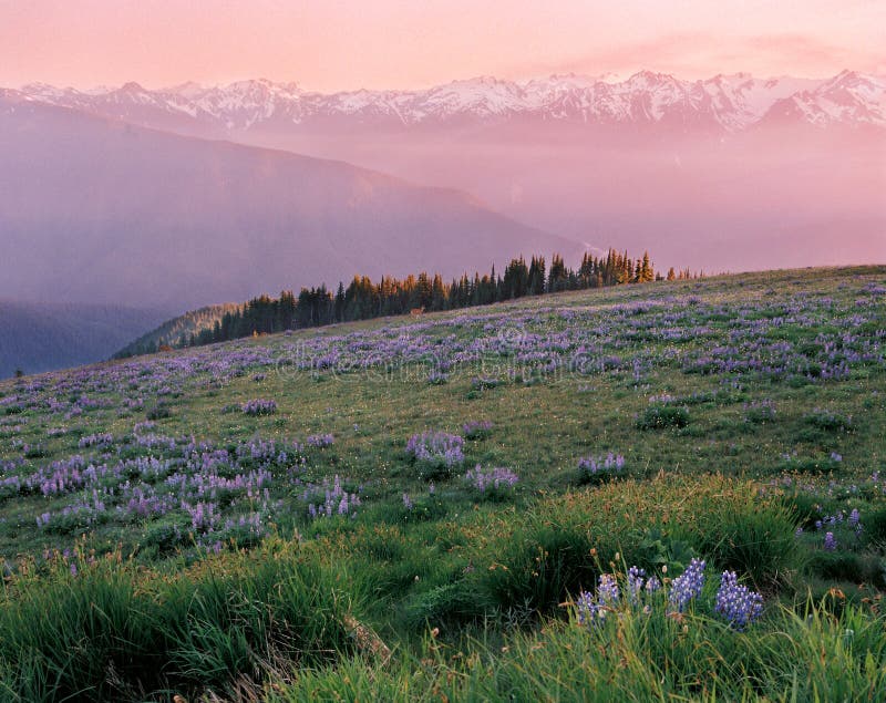 Hurricane Ridge stock photo