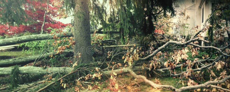 Tempesta danno abbattuto Quercia un albero ()  è stato sradicamento secondo 95 miglia vento uragano sabbioso ottobre 2012.