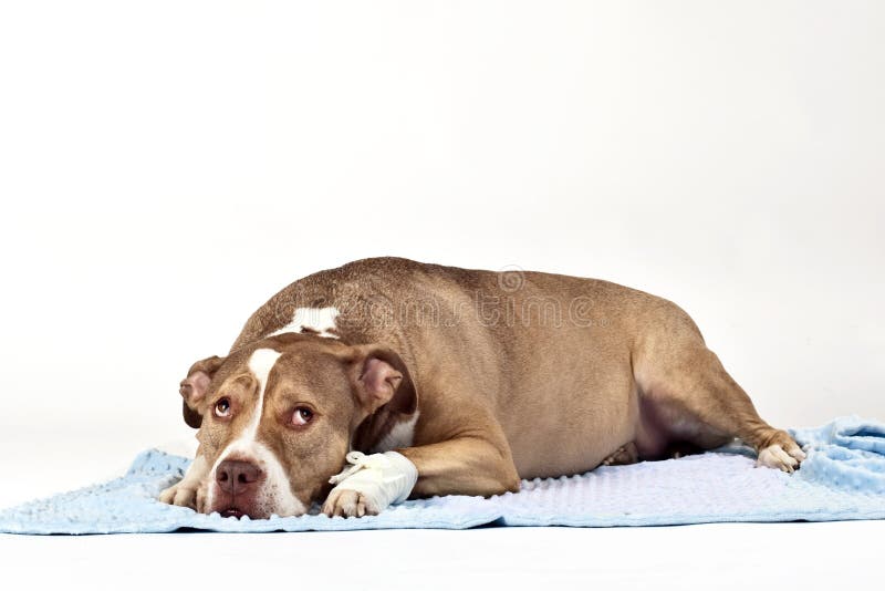 Hurt dog stock photo. Image of looking, bandage, wounded 14187066