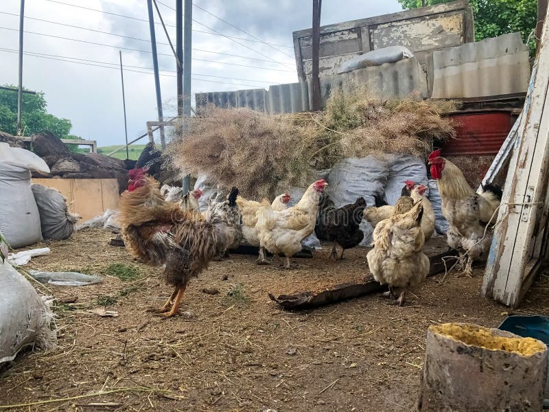 Husdjur i gruppen kycklingar på gården arkivbild