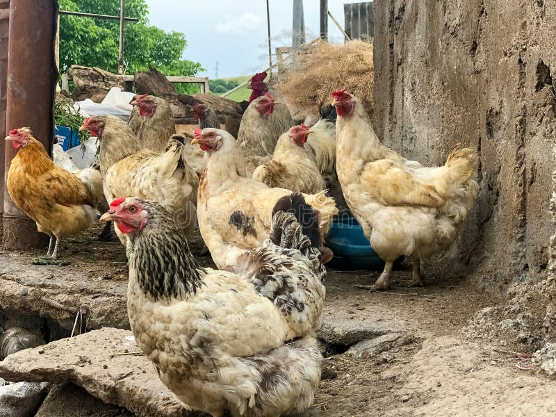 Husdjur i gruppen kycklingar på gården royaltyfri bild