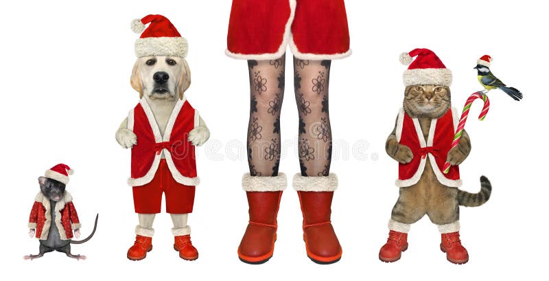Pets in Santa Claus costumes stands at female legs for Christmas. White background. Isolated. Pets in Santa Claus costumes stands at female legs for Christmas. White background. Isolated