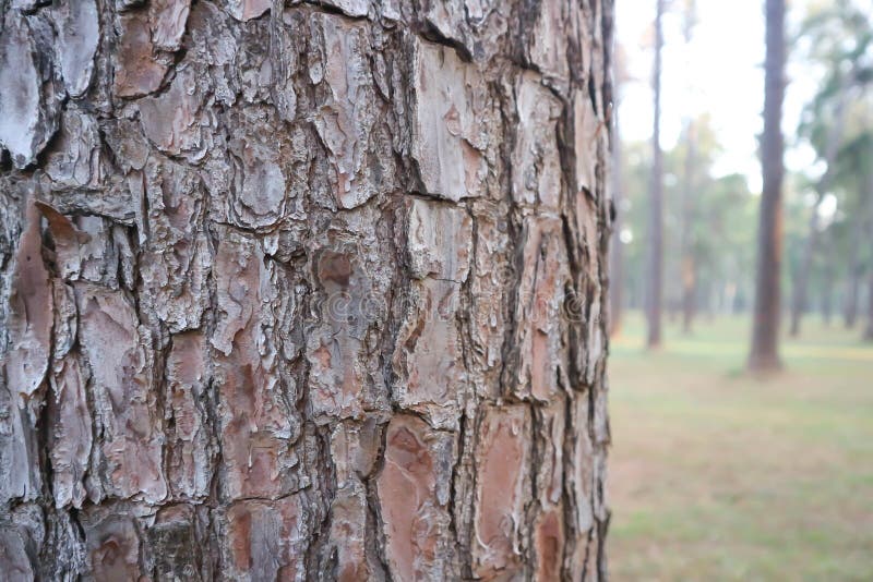 Husk tree or tree bark or pine tree royalty free stock images Husk tree or tree bark or pine tree royalty free stock images