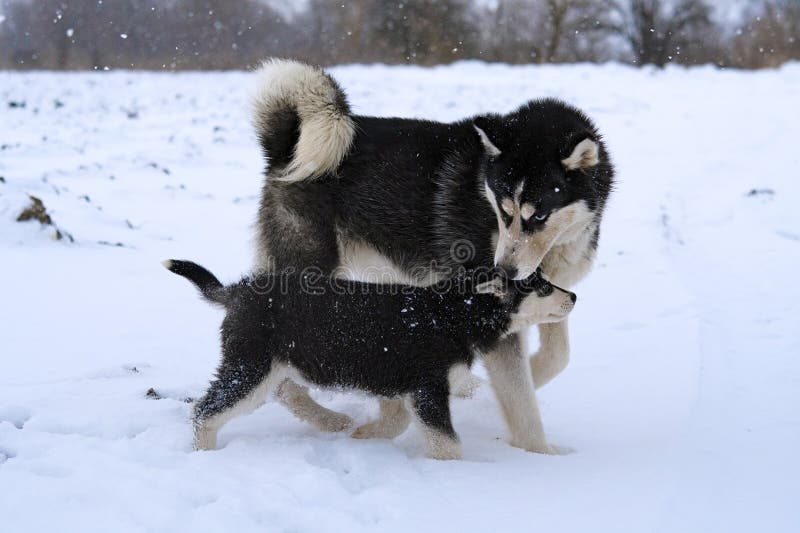 Huskies playing