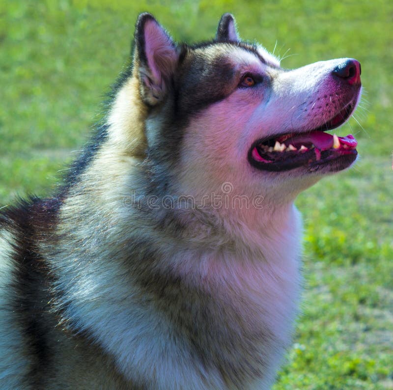 huskies Razas del perro de los perros esquimales Retrato de un perro casero Un favorito de foto de archivo huskies Razas del perro de los perros esquimales Retrato de un perro casero Un favorito de foto de archivo