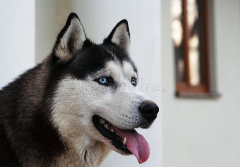 Are Siberian Husky Dogs Dangerous