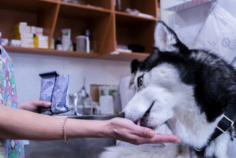 Husky abbastanza siberiano che lecca il veterinario del braccio in clinica veterinaria Cane del husky alla ricezione del ` s di m fotografie stock Husky abbastanza siberiano che lecca il veterinario del braccio in clinica veterinaria Cane del husky alla ricezione del ` s di m fotografie stock