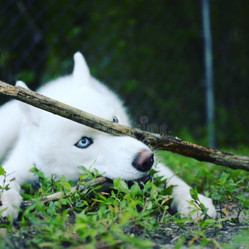 husky fotografia royalty free husky fotografia royalty free