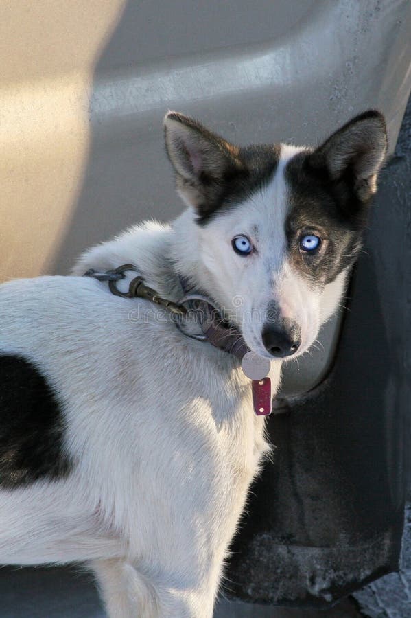 Husky, Black and White with Blue Eyes and Collar Stock Image Image of
