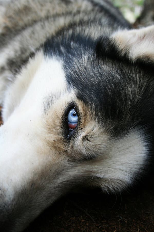 Husky blue eye