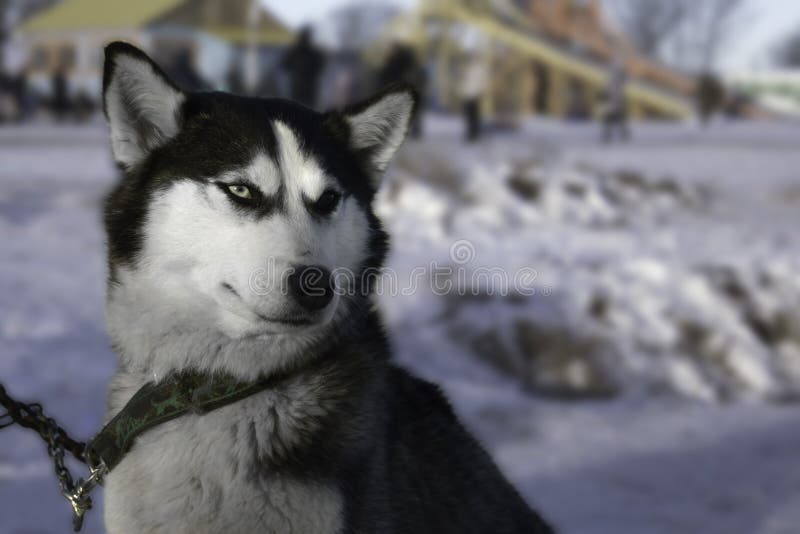 Husky con l'eterocromia immagine stock libera da diritti Husky con l'eterocromia immagine stock libera da diritti