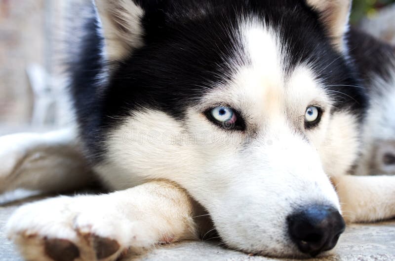 Husky psa modré oči, smutný pohľad.