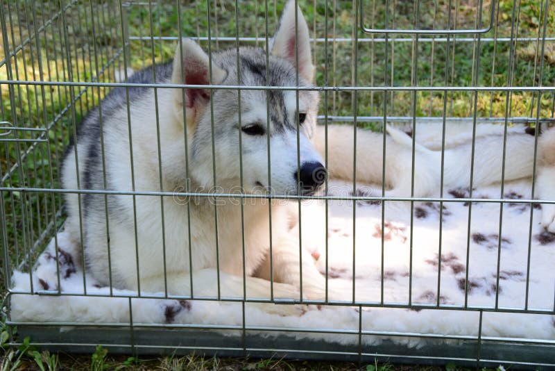 Two Young Husky Dog in a Cage Stock Image Image of doggy, care 93365903