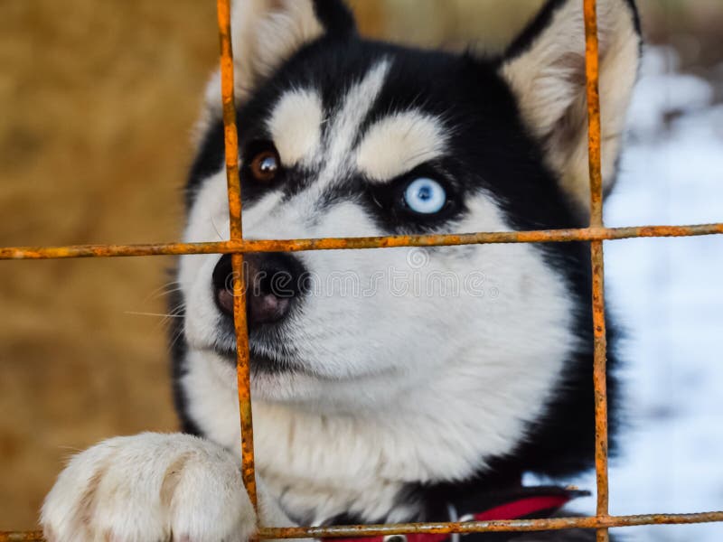 Do Huskies Have Black Eyes