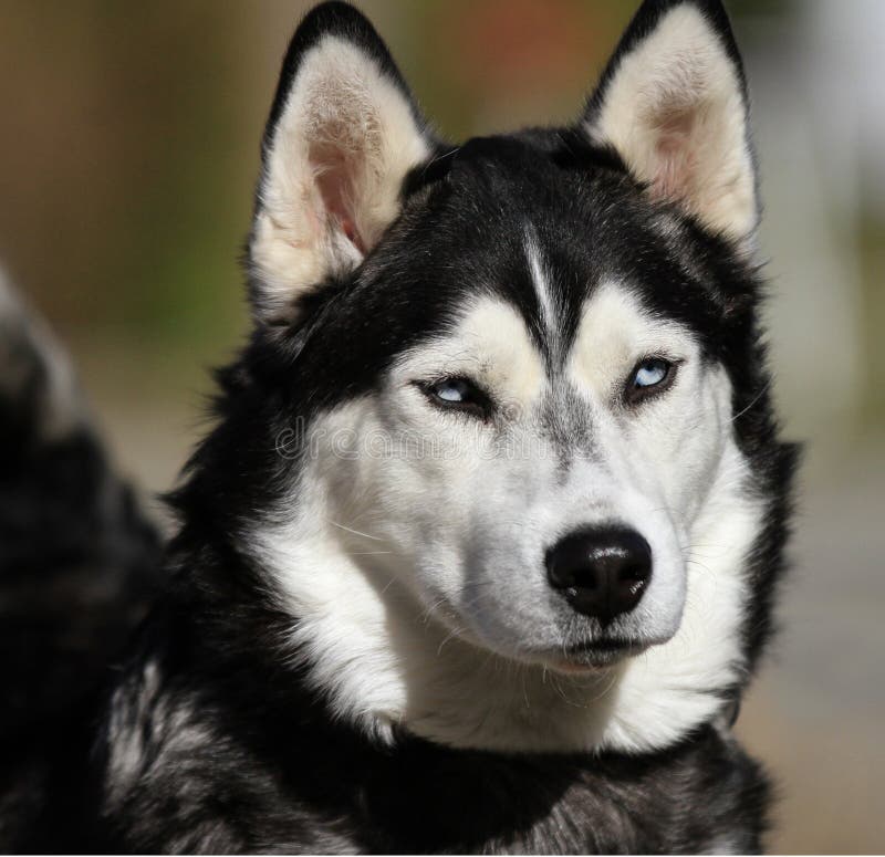 Husky Dog Face stock image. Image of ears, shed, breeder 