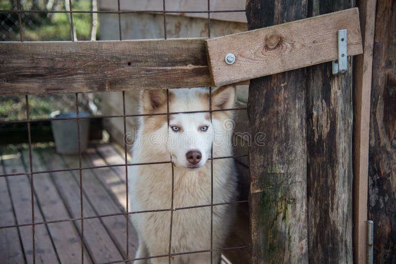 Husky Cage Stock Images Download 356 Royalty Free Photos