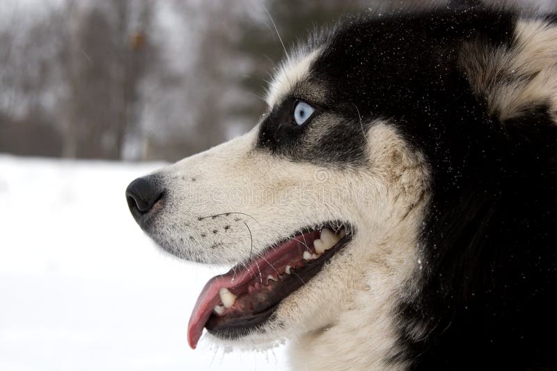 Husky dog muzzle stock photo. Image of cute, eskimo, mouth 7692846