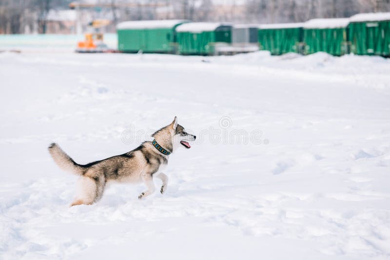 Husky Dog Play novo, corrida exterior na neve, inverno imagens de stock Husky Dog Play novo, corrida exterior na neve, inverno imagens de stock