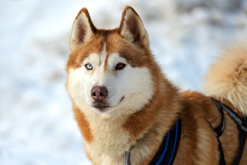 Husky dog