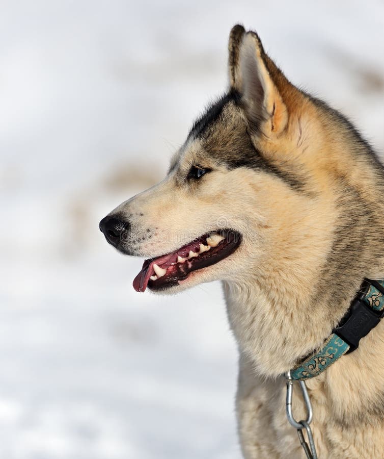 Husky dog