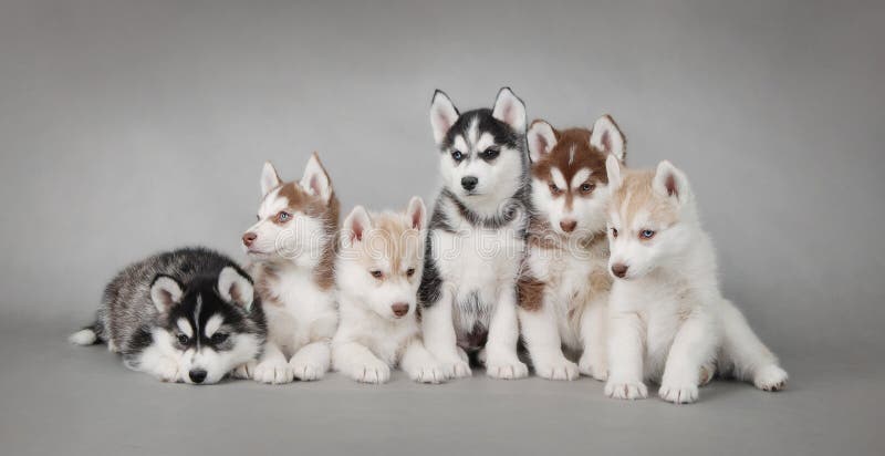 Husky dog puppies