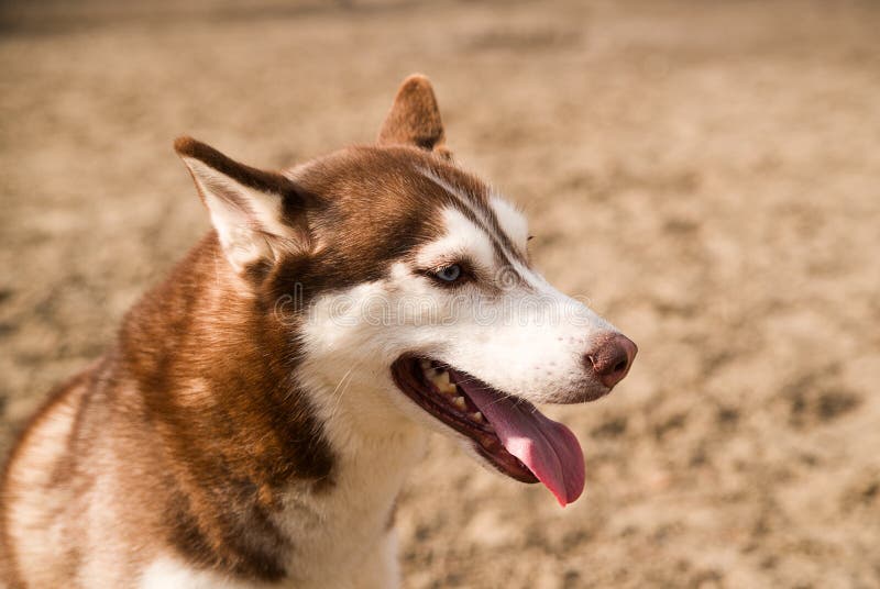 Husky Dog Sits on a Site for Dog Training Stock Photo Image of