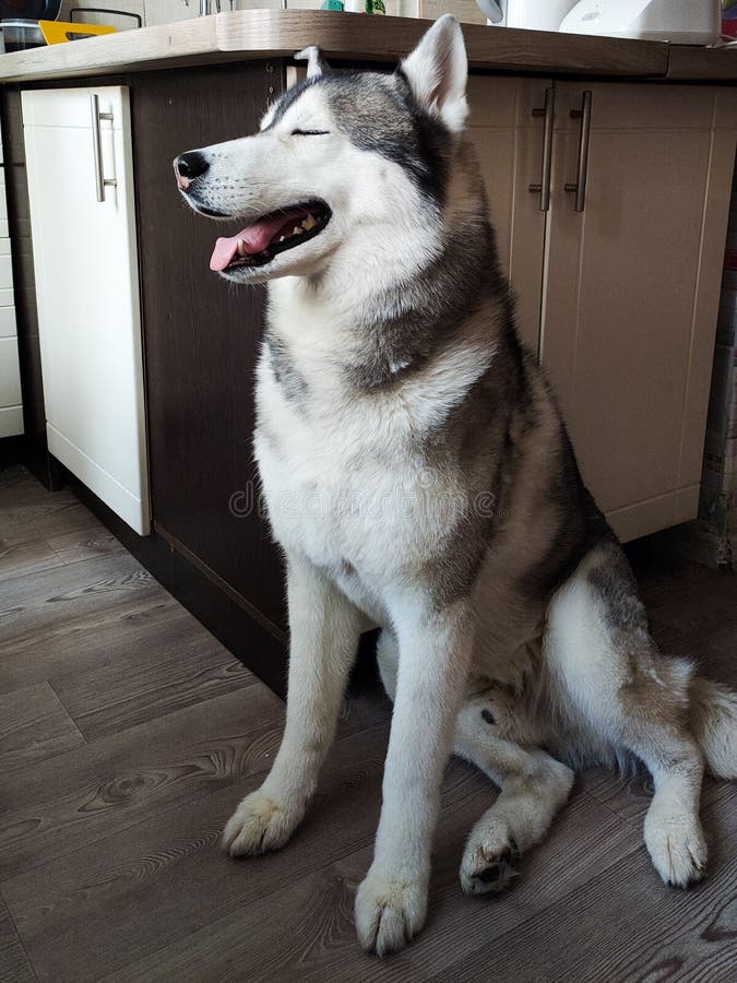 Husky Dog Is Sitting In The Kitchen Stock Image Image of background