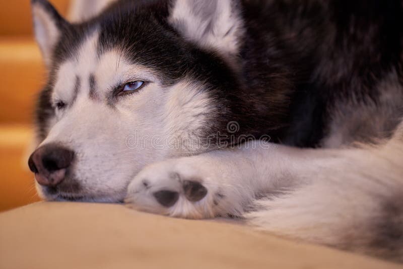 Husky Dog Sleeps Curled Up on the Couch, Closeup Stock Photo Image