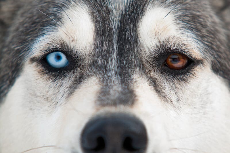 Husky dog smile