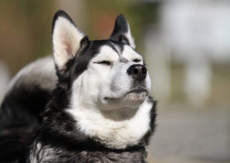 Grandi e soffici siberian husky cane con gli occhi chiusi, annusando l'aria.