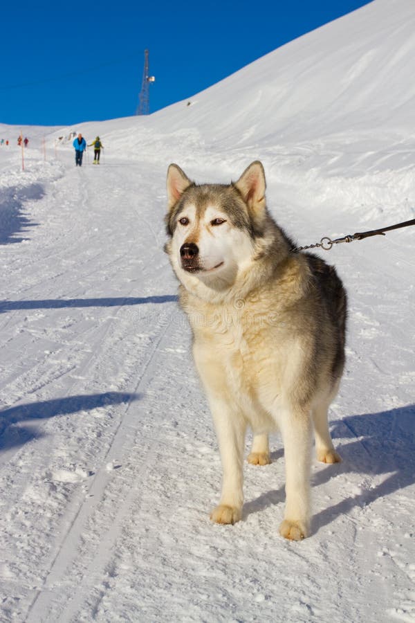 Husky dog in the snow stock image. Image of transport 36409351