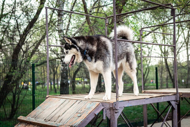 husky jumping fence